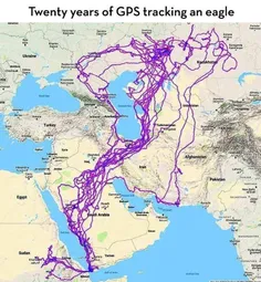 بیست سال مهاجرت یک عقاب از روسیه تا عربستان، بر فراز آسما