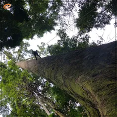 بلندترین درخت دنیا کشف شد! 