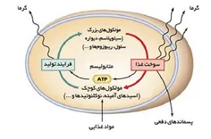 متابولیسم حالت استراحت در بیشتر افراد، ۶۰ تا ۸۰ درصد میزا