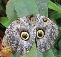 پروانه ی جالبی به نام owl butterfly یا پروانه جغدی که به 