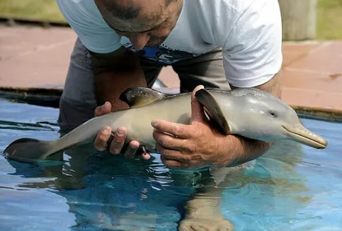 بچه دلفین. .♥