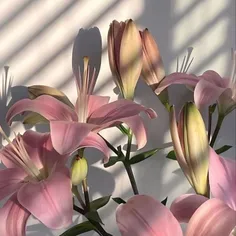 گل لیلیوممممم