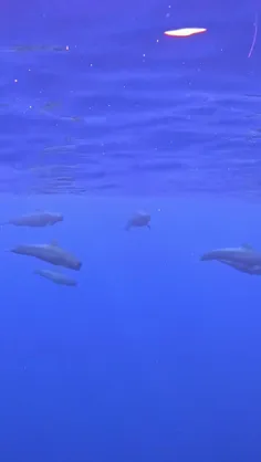 نهنگ‌های خلبان pilot whales، آب‌بازسانانی متعلق به جنس گل