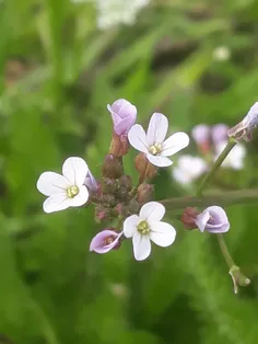 🌼 🌼 🌼 