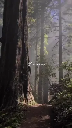 تویی که قشنگترین تابش نوری...❤️