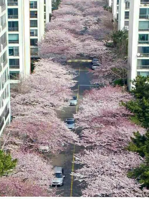 تصویری زیبا از شکوفه های گیلاس در خیابانی در شهر بندری بو