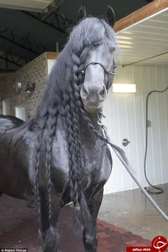 زیباترین اسب دنیا هم انتخاب شد