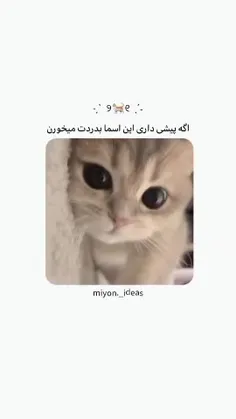 بچه ها میخوام گربه بخرم اسمشو چی بزارم؟