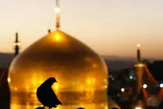 Http://parsico.net/pages/imamreza/