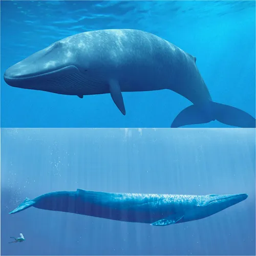 برای تصور بزرگی نهنگ آبی، همین بس که حدود 70 نفر انسان می