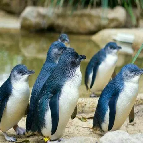 گونه بسیار جالبی از پنگوئن ها وجود دارد که به پنگوئن کوچک