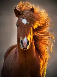 #اسبها از #بینی نفس میکشند، آنها نمیتوانند از #دهان #نفس 