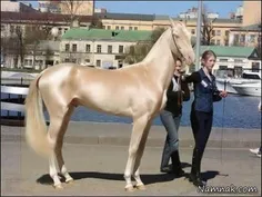 زیبا ترین و گرانترین اسب !