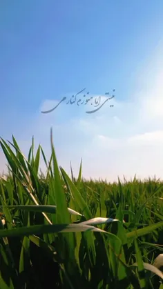 🎶🌱 عشق و دلتنگی اگه صدا بود...🎶🌱