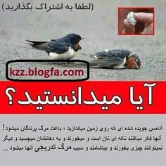 بخدا گناه دارن