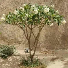 کی میدونه این چه گلی هست؟؟؟؟