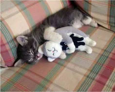 هیس گربمو.گربشو گربه گربش خوابیدن!