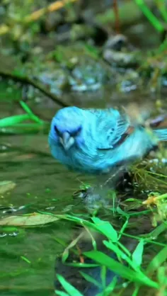 زردپره نیلی (Indigo bunting) یک پرنده کوچک دانه‌خوار بومی