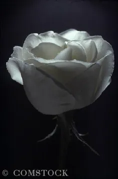 این گل تقدیم به همه ی دوستان ویسگون