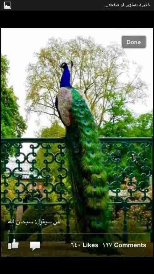 زیبا ترین طاووس جهان
