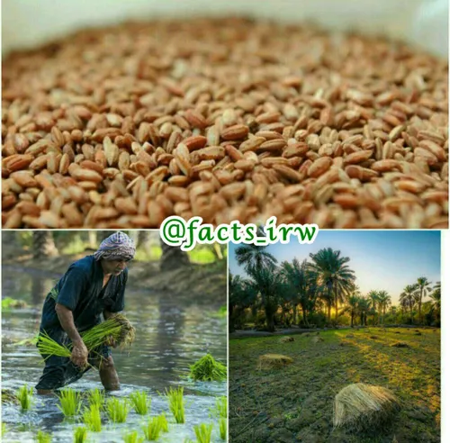 برنج سرخ عربی گران ترین برنج دنیاست