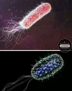باکتری های که اکنون در روده شما به هضم غذایی که خورده اید