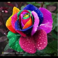یکی از زیبا ترین گل های جهان