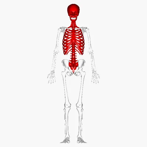استخوان های قرمز نشان دهنده ی استخوان های محوری است