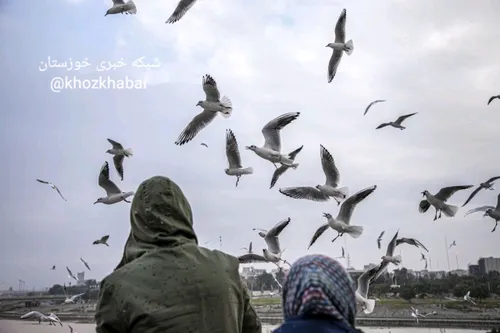 📷 تصویری بی نظیر از پرندگان مهاجر در کارون 😍 😍