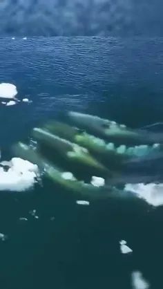 صحنه‌هایی شگفت انگیز از ترفندهای شکار فُک توسط نهنگ‌های ق
