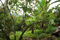 درخت کاکائو بین 4 تا 10 متر ارتفاع دارد. میوۀ کاکائو نیز 