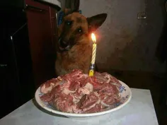 سگ همسایه مونه. روز تولدشه!