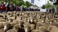 تظاهرات گوسفندی