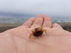 تصویری شگفت انگیز از نخود خرچنگ کوچکترین خرچنگ جهان!