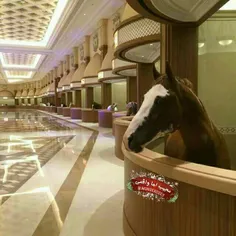 ⚡ ️لوکس ترین اصطبل اسب جهان در دبی
