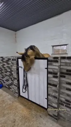 اسب آیا فحش است؟