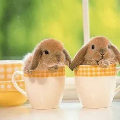 خرگوش های ناناز😍