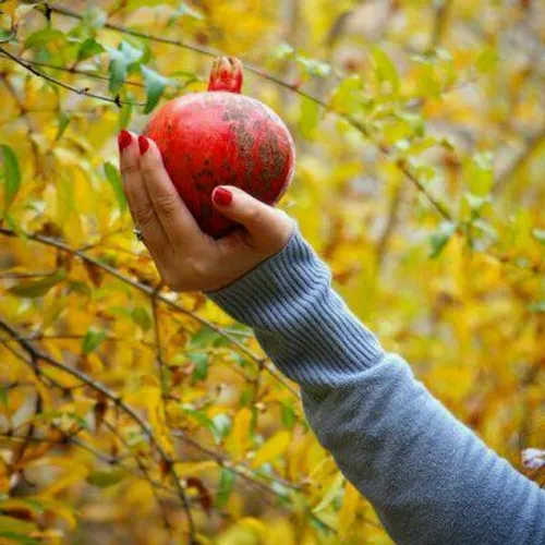 با ما چه رفته است که خورشید مهرمان