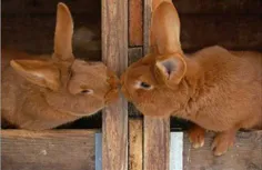 ای جان