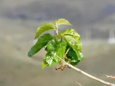 «امید، هرگز سکوت نمی‌کند.»