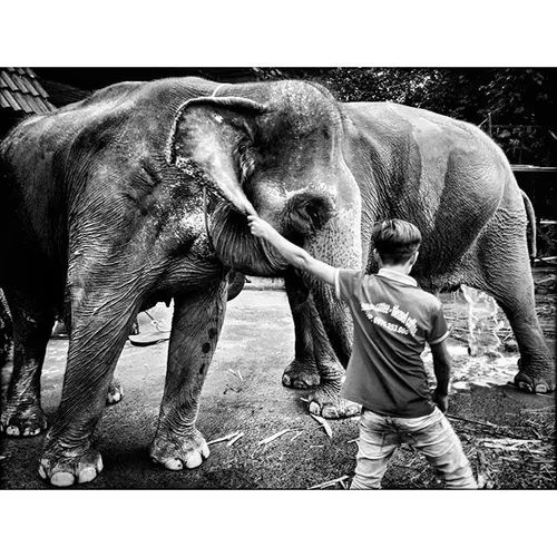 A young caretaker try to pull an elephant for bathing aft
