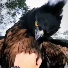 عقاب سیاه و شاه بلوطی (Black-and-chestnut eagle) یک گونه 