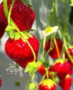 🍓شاد ترین رنگ را 