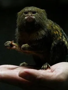 کوچکترین میمون جهان!