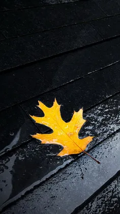 #Wallpaper #Leaf