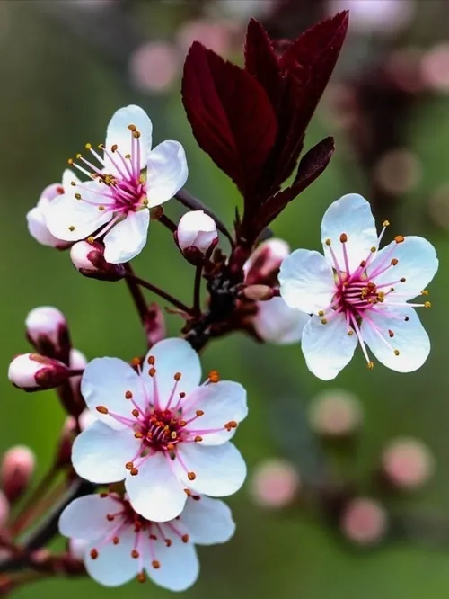 بهارانه🌼🌱