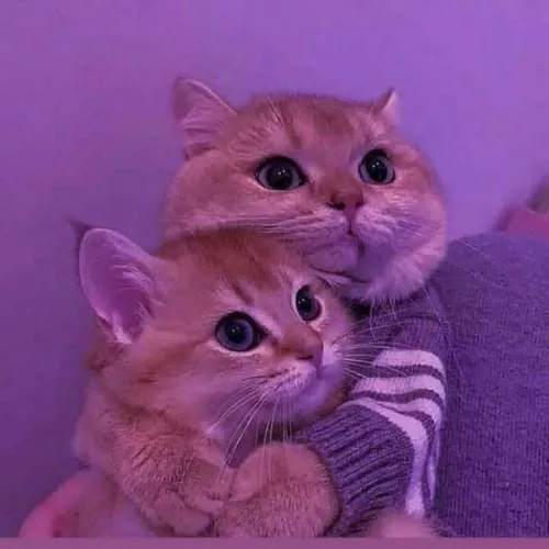 گربه خوشگل کی بودی تو😻