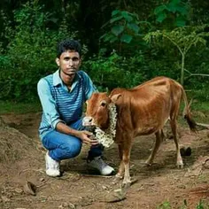 کوتاه قد ترین گاو متعلق به فردی به نام" آکشی" در هند است 