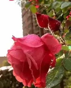 🌸روزی پر از