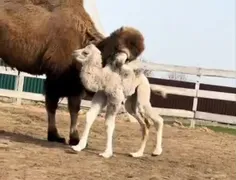 شتر دوکوهانه، شتر باختری، شتر بلخی (Bactrian camel) یا شت